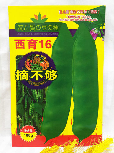东北蔬菜种子西育16摘不够油豆角种子架豆搭架豆角大棚陆地100克