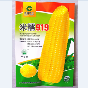 500克 黑龙江粘玉米种子黏苞米鲜食玉米种子米糯919黄玉米籽100