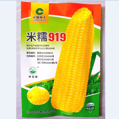 黑龙江粘玉米种子黏苞米鲜食玉米种子米糯919黄玉米籽100-500克