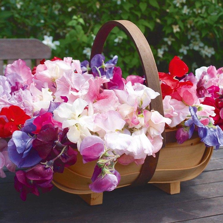 香豌豆种子四季花卉四季开花不断适合种院子里的花籽阳台花种籽子