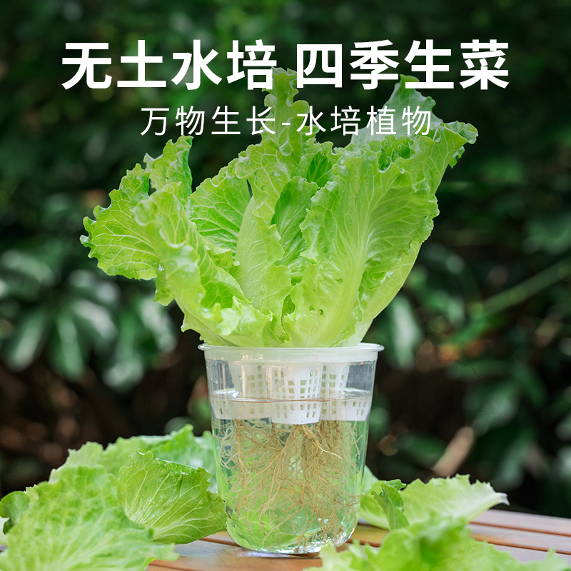 水培生菜儿童种植小盆栽学生观察蔬菜种子植物生长套装科学实验课