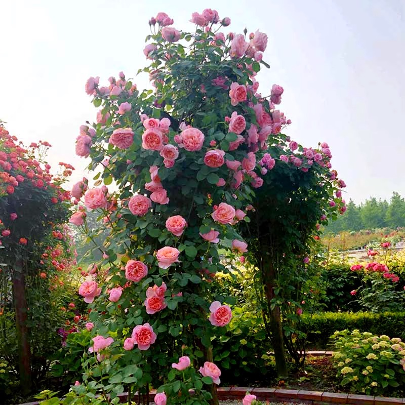 特大朵玫瑰花龙沙宝石阳台月季