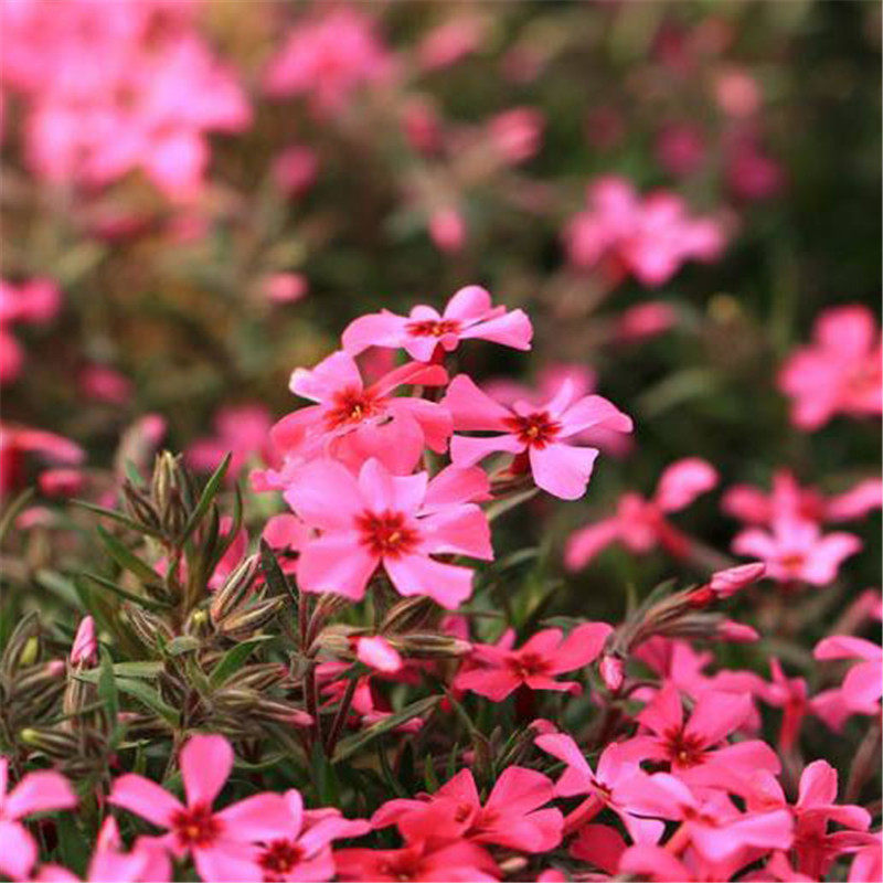 矮雪轮种子大蔓樱花地被花坛家庭院盆栽春播花卉花种子四季花籽