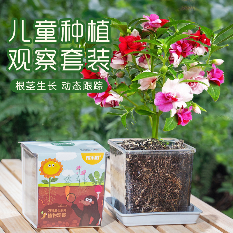 凤仙花种籽套装小学生科学实验观察指甲花儿童种植小盆栽植物种子 鲜花速递/花卉仿真/绿植园艺 家庭园艺种子 原图主图