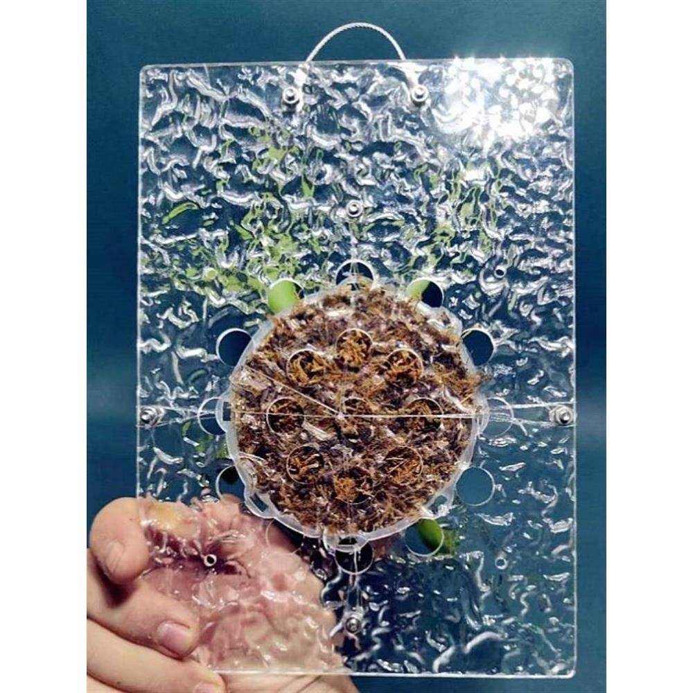 鹿角蕨挂板定植板鹿角蕨上板神器挂篮挂墙室内办公室客厅垂吊植物