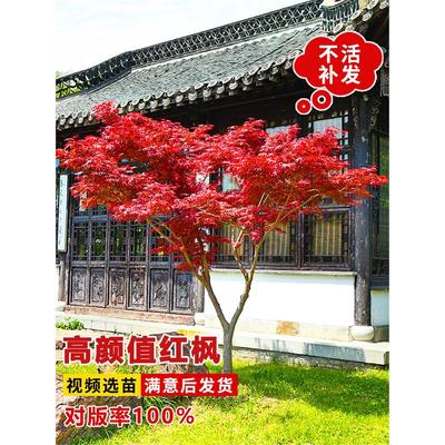 日本红枫树苗四季舞姬老桩