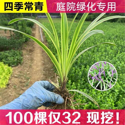 金边麦冬草苗玉龙细叶日本