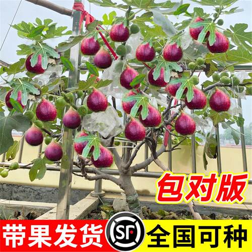 无花果树苗波姬红特大带矮