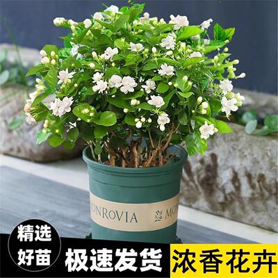 茉莉花苗盆栽带苞驱蚊水培室内