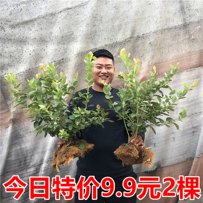 蓝莓树果苗南方北方种植特大蓝莓树苗盆栽地栽当年结果兔眼蓝莓苗