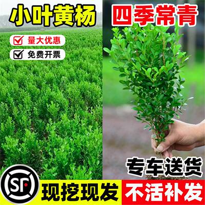 小叶黄杨苗瓜子球庭院篱笆冬青苗