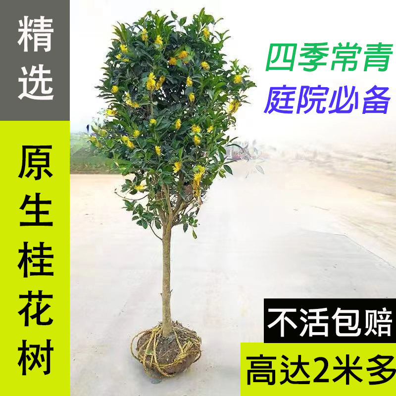 地栽桂花树苗大树浓香型花卉八月金桂丹桂别墅庭院风景树四季常青