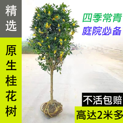 庭院地栽金桂树苗浓香四季开花