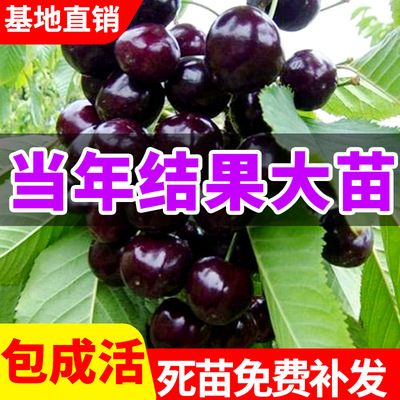 车厘子树苗南方北种植嫁接