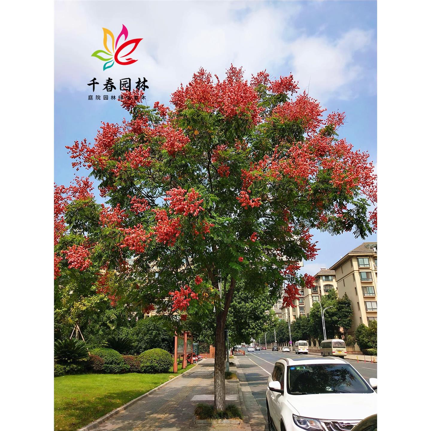 栾树苗庭院耐寒绿化风景大花树园林行道路工程苗黄山栾树花小树苗