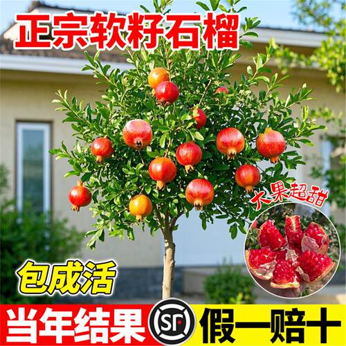 正宗石榴树树苗突尼斯软籽无籽石榴盆栽庭院种植蒙阳红树带土果苗