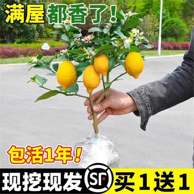 香水柠檬树树苗盆栽地栽水果树果苗南北方室内庭院种植四季结果