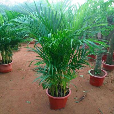 散尾葵凤尾竹盆栽室内客厅大型绿植植物四季常青富贵椰花卉