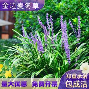 金边麦冬草苗园林绿化地被苗庭院植物观赏阔叶草花叶麦冬耐寒耐阴