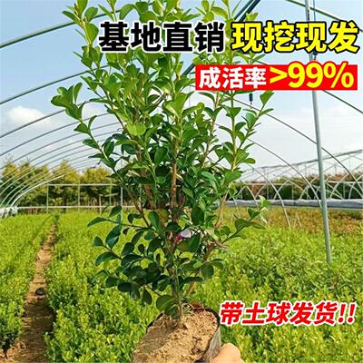 小叶独杆黄杨苗瓜子法国冬青常青