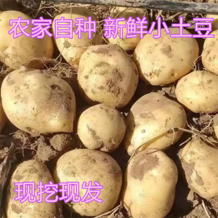 四川重庆农家自种老品种新鲜蔬菜现挖小土豆洋芋马铃薯带泥发货