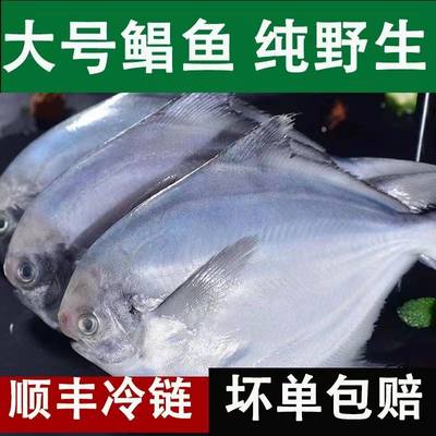 新鲜银鲳鱼海捕无冰冷冻特大昌鱼平鱼白鲳鱼鳊鱼非金鲳鱼海鲜水产