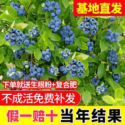 蓝莓果苗盆栽南北方种植兔眼特大