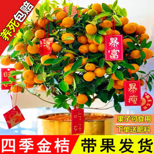 四季 金桔树苗盆栽带果可食用植物室内花卉阳台年宵小橘子绿植好养