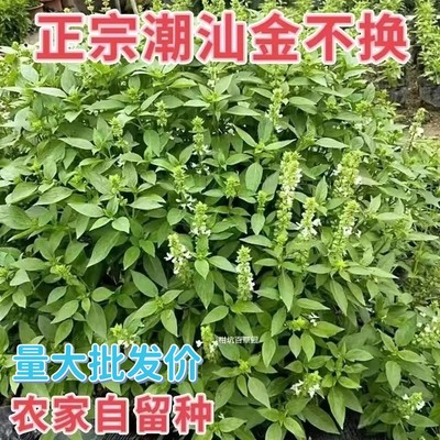 潮汕金不换九层可食用新鲜香料