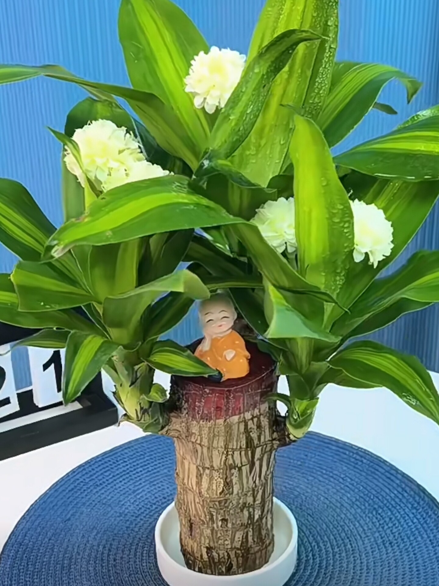 夏季驱蚊巴西木幸运木开花水养绿植盆栽格鲁特树人水培幸运木桌摆高性价比高么？