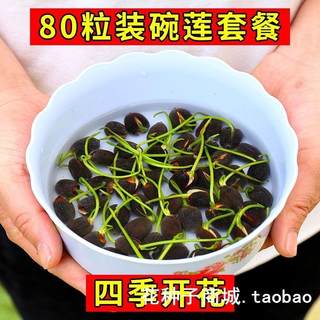 四季播种80粒碗莲种子已开口水培植物睡莲荷花种子盆栽绿植花卉