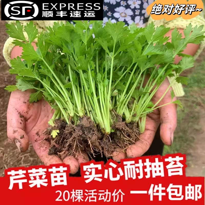 芹菜四季秧苗包邮盆栽阳台种植