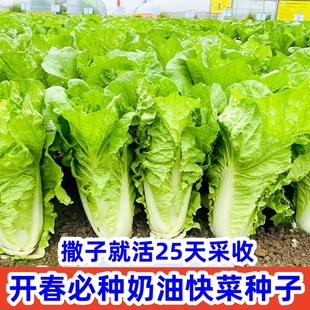 奶油快菜种子小白菜种籽白菜种籽四季 播青菜种子大全阳台蔬菜种孑