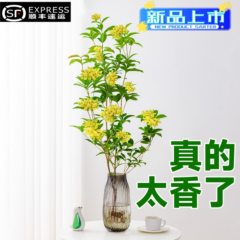 桂花树盆栽水培植物四季带根