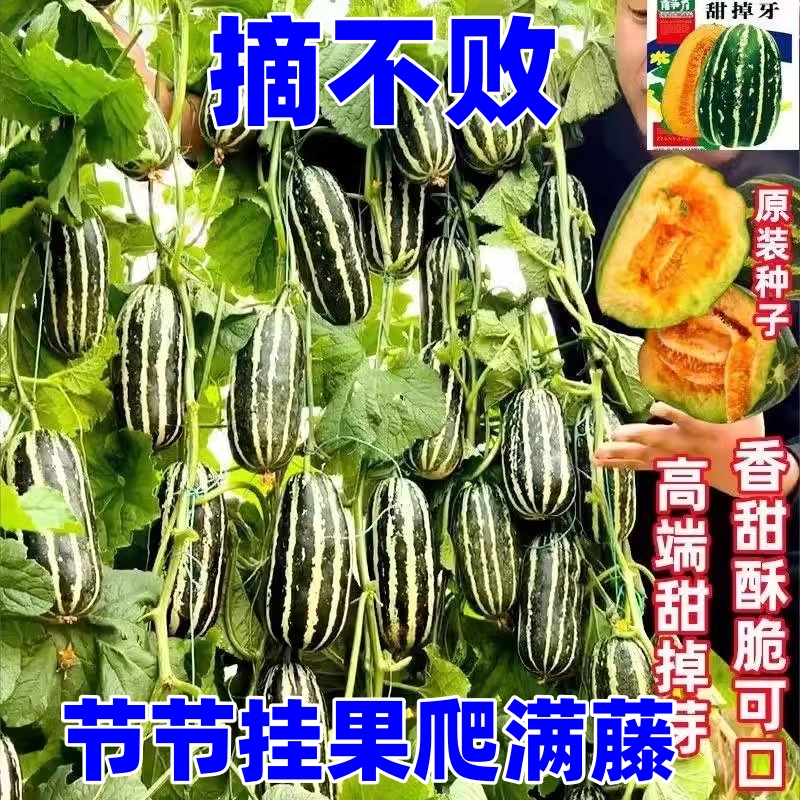 特大掉牙花皮甜瓜种子冰糖