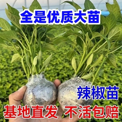 辣椒苗高产特大螺丝椒苗子蔬菜种苗秧苗四季辣椒阳台盆栽薄皮青椒