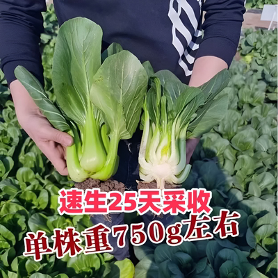 苏州矮脚青梗菜种子四季孑小