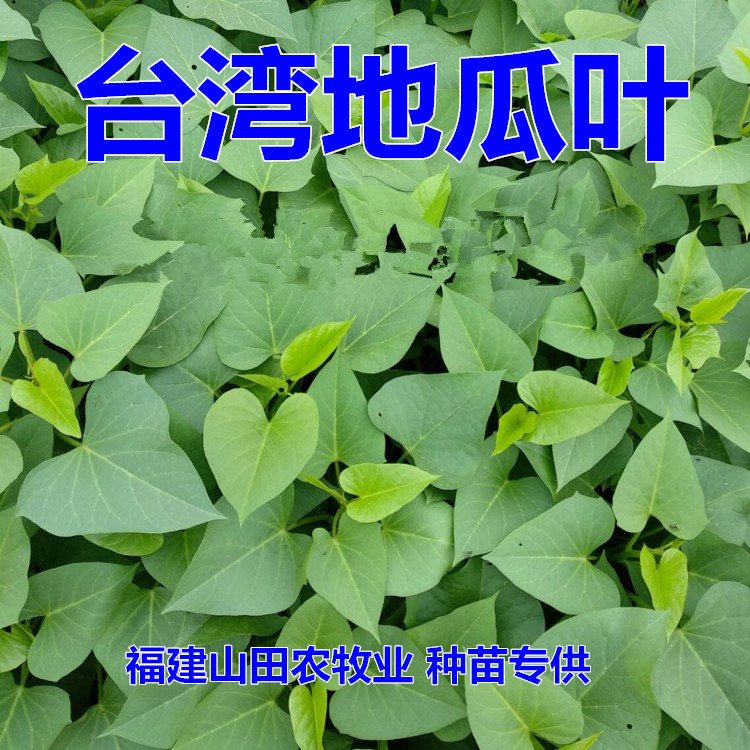 食用叶型红薯种植苗秧地瓜子