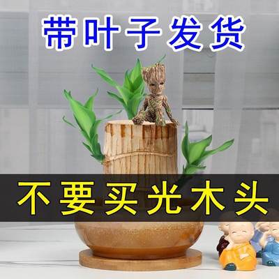 叶子巴西木水养芽孢发货幸运