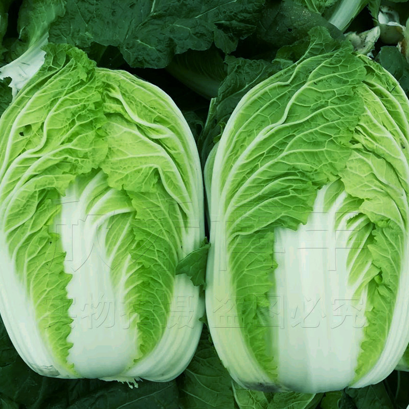 大白菜种孑春夏秋季超大南方早熟白菜籽四季农家青菜种籽蔬菜种子
