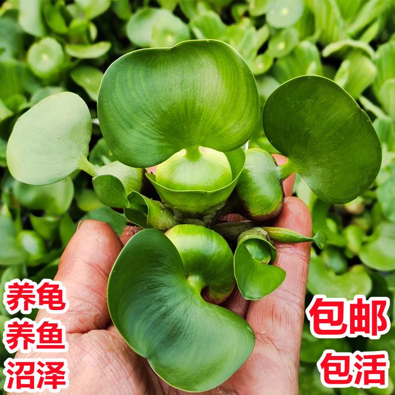 水葫水草浮鱼乌龟虾花缸萍卉鱼池塘净化水生植物种苗莲芦花水芙蓉-封面