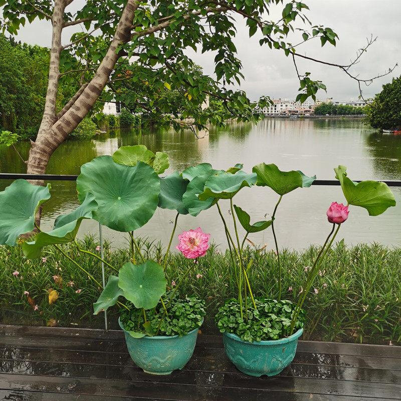 荷花碗莲盆栽成品花苗带盆池塘水池大型观赏莲花水培水生植物花卉