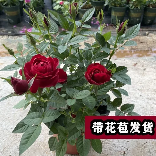 【带花苞发】玫瑰月季花苗浓香特大花卉绿植物室内外庭院阳台盆栽