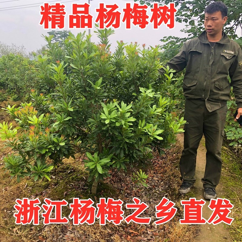 带果浙江仙居东魁杨梅树特大树苗带土盆栽水果树果苗南方当年结果