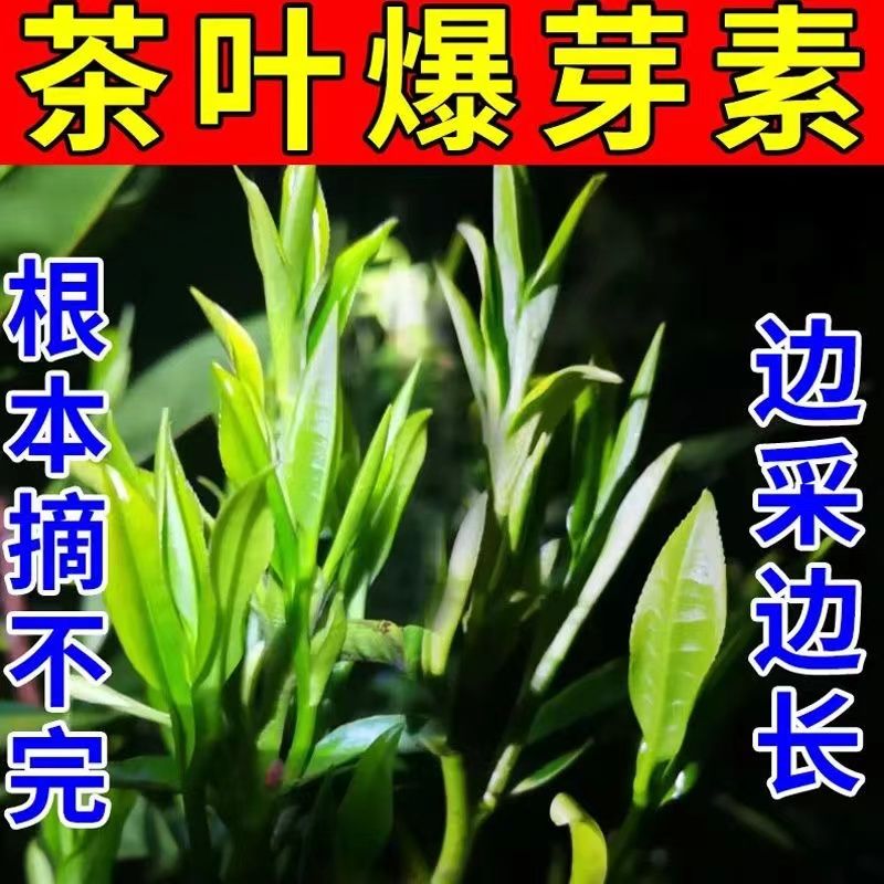 茶叶专用催芽剂面肥茶树图片