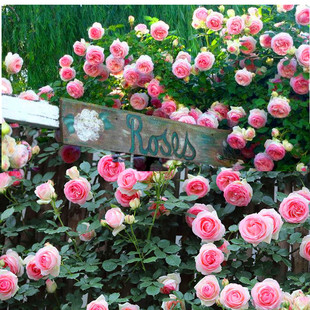 蔷薇花苗阳台庭院拱门别墅花卉植物 欧洲龙沙宝石藤本月季 大苗四季