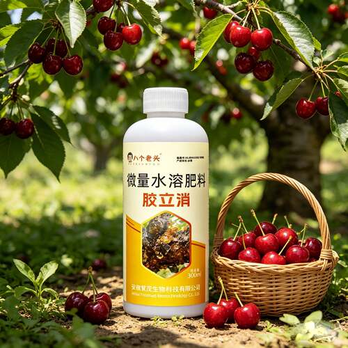 桃树流胶专用果树杏树李柚樱桃树流胶一喷净微量元素胶立消营养液