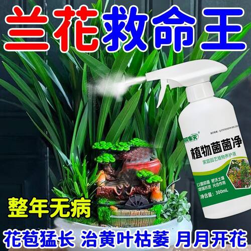 通用抗病兰花黄叶干尖