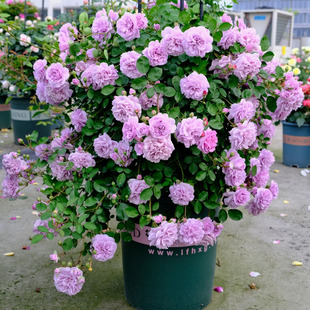 浓香藤本月季花苗蓝色阴雨阳台庭院爬藤玫瑰花多花蔷薇花大苗四季