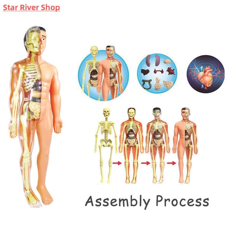 3D Human Body Torso Model Educational Assembly Learning DIY